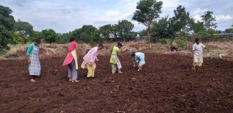 Seeds planted by the Sisters break forth within a week 