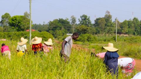 Working in the fields