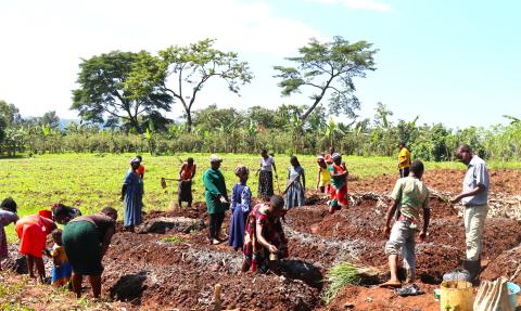 Planting in the newly dug gardens