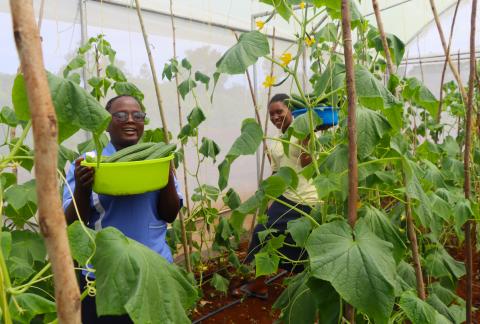 Cucumbers in the greenhouse