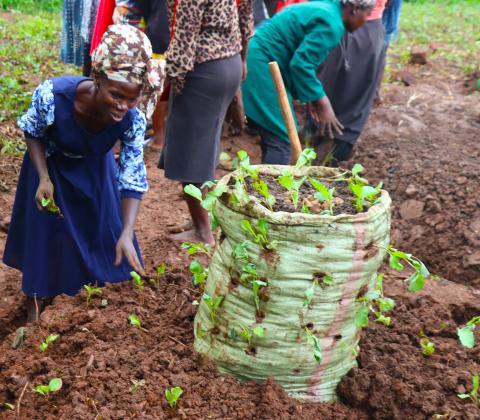 Making a sack garden