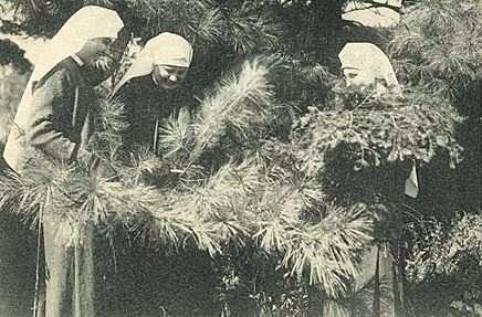 Gathering greenery for the Advent wreath